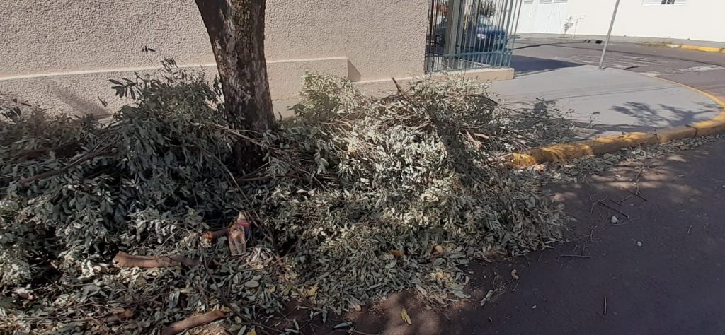 CPFL podou três árvores na Rua 12 de outubro, no bairro São Joaquim, e deixou os galhos no local. 