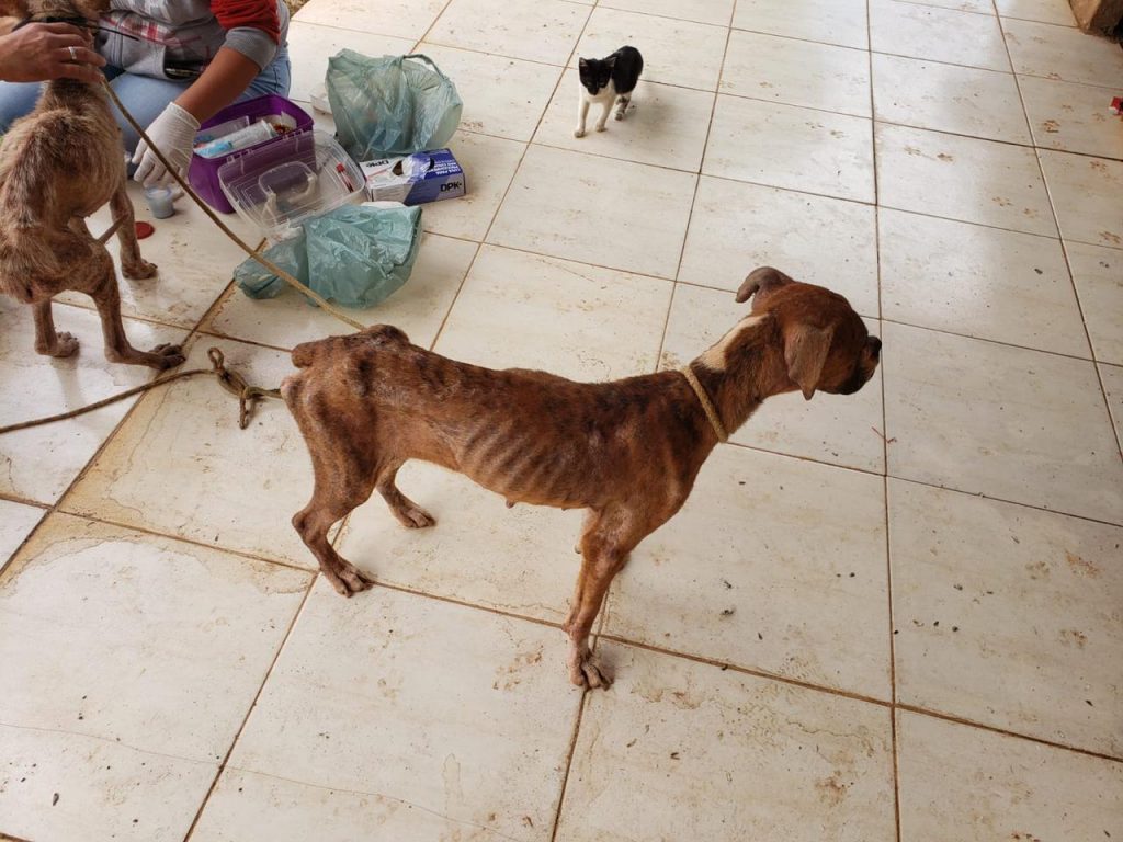 Homem é preso por maus-tratos a cães em Valparaíso 