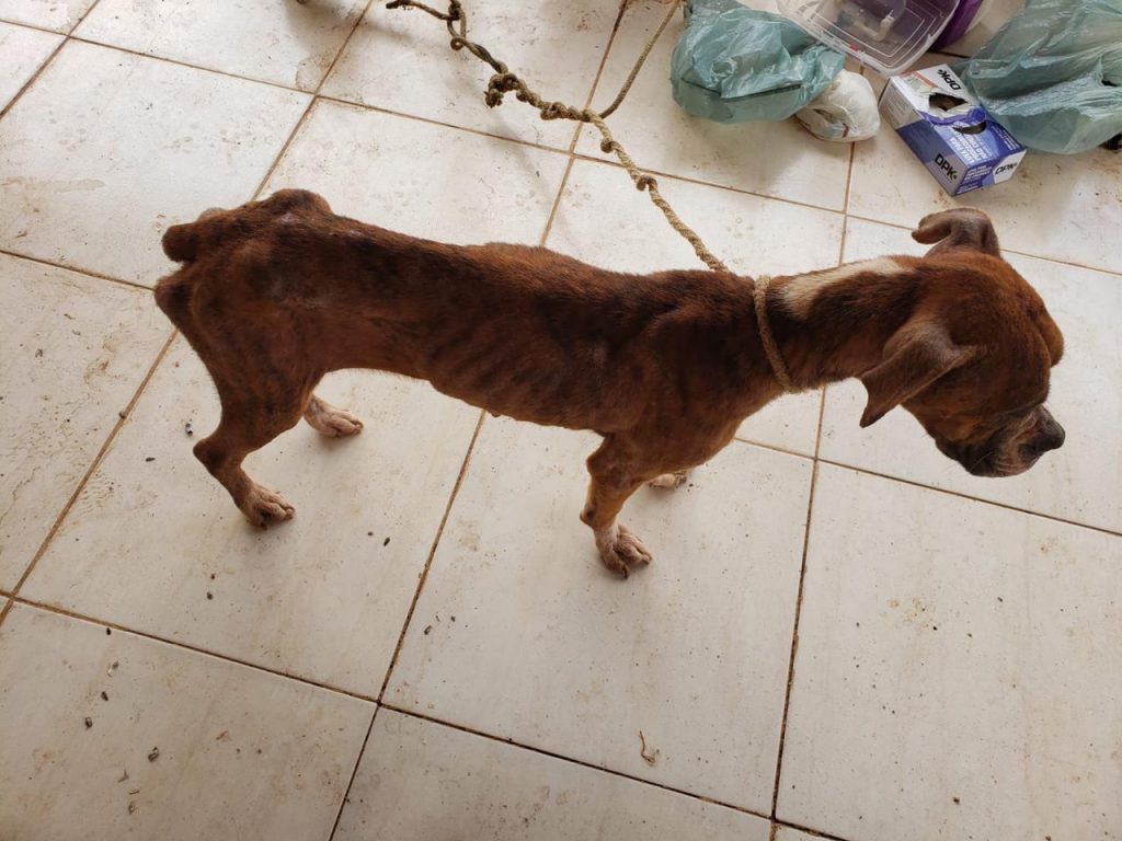 Homem é preso por maus-tratos a cães em Valparaíso 