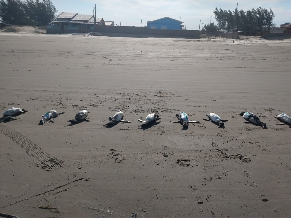 Pinguins foram encontrados mortos duranta monitoramento em praias do litoral de SC (Foto: EducaMar/ Divulgação)