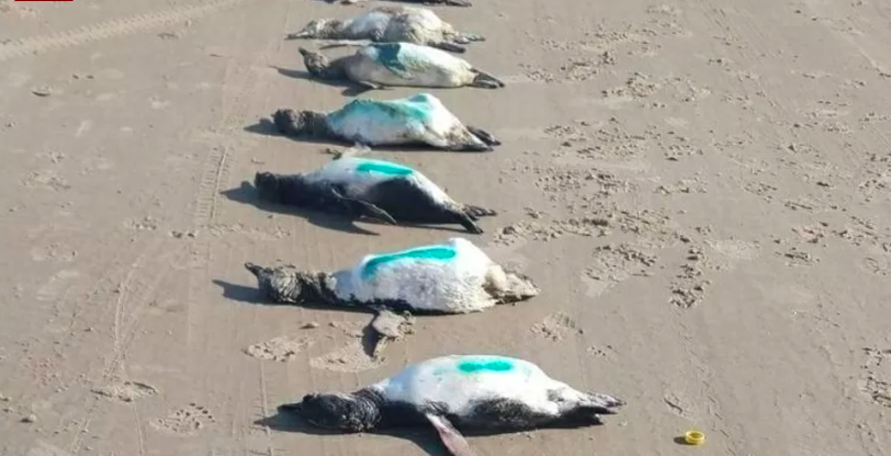 Mais de 50 pinguins encontrados mortos em praia brasileira