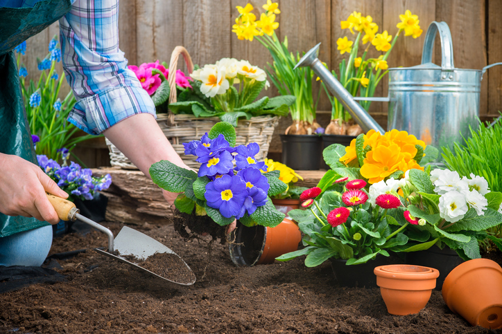 Gardeners hands planting flowers in pot with dirt or soil at back yard