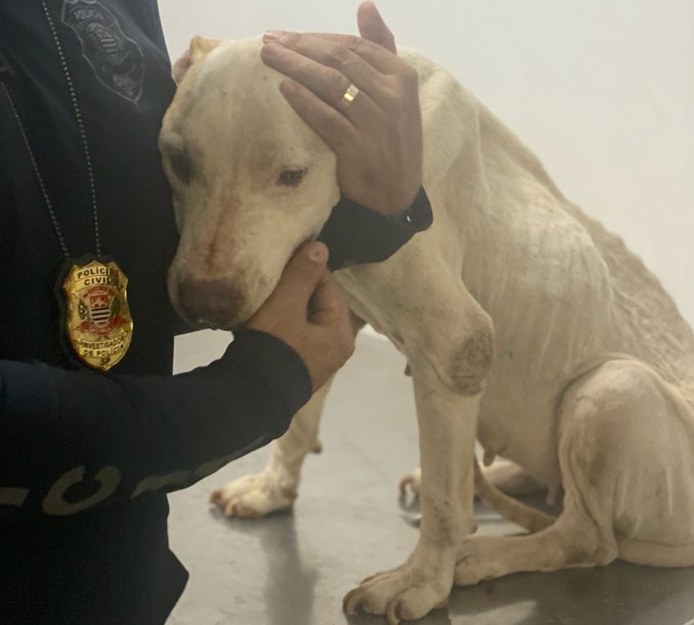 Cachorra da raça pitbull sendo acalmada por policial civil de Andradina — Foto: Arquivo pessoal