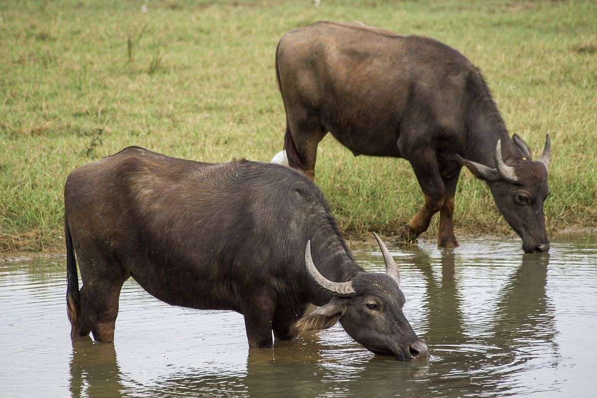 Em perfeito estado de saúde, búfalos asiáticos são animais majestosos; os encontrados em São Paulo estavam fracos, desnutridos e doentes (Reprodução/wikipedia - Eleleleven from Bielefeld)