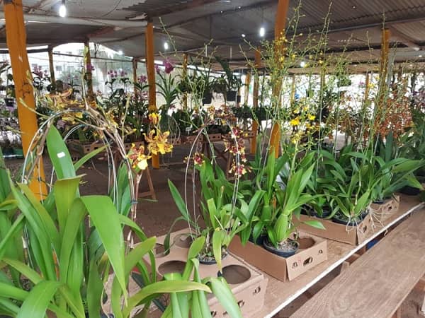 Feira de orquídeas em Araçatuba