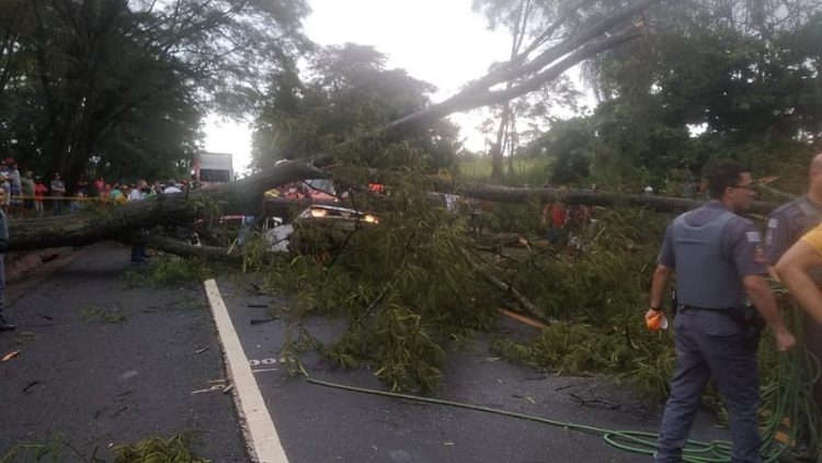 Árvore caiu em cima de carro em rodovia entre Ibirá e Uchoa — Foto: Arquivo pessoal