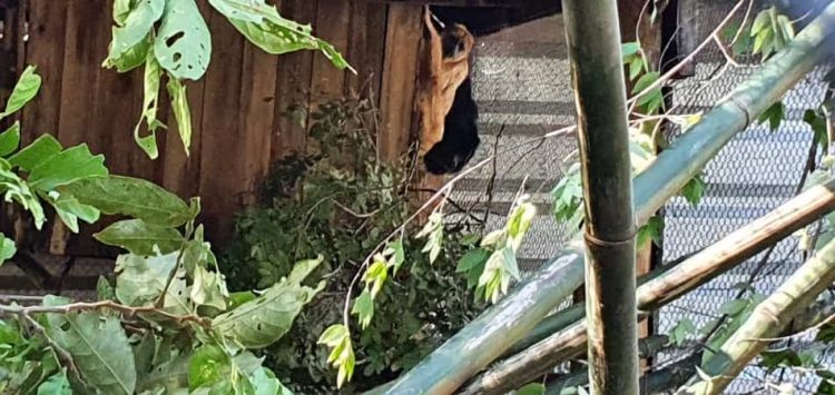 Macaco bugio voltou à natureza após passar por tratamento em Araçatuba