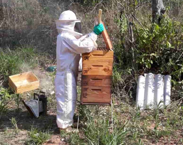 apicultura 2 e1647183587961