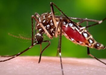 Mosquito que transmite a dengue