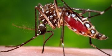 Mosquito que transmite a dengue