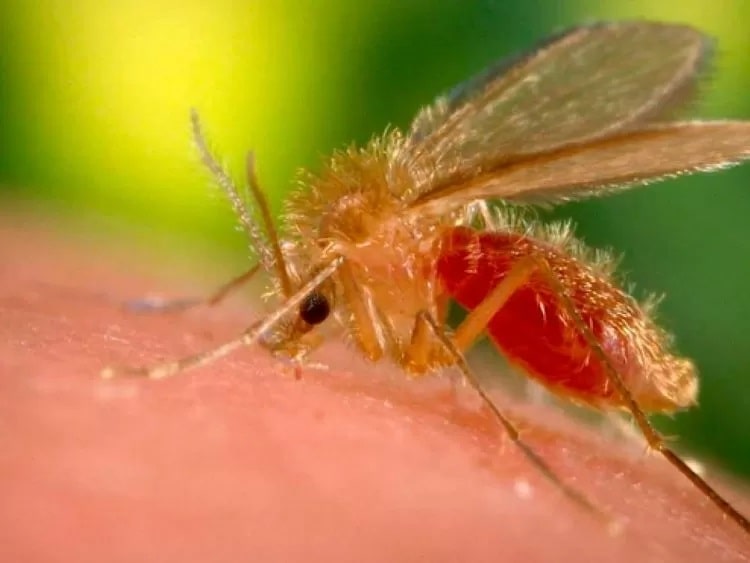 O mosquito-palha é o transmissor da leishmaniose visceral