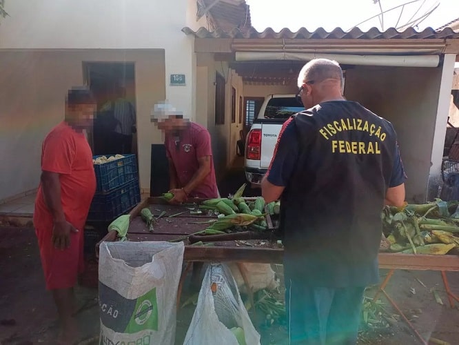 Empregados trabalhavam com debulha de milho — Foto: Ministério Público do Trabalho/Divulgação