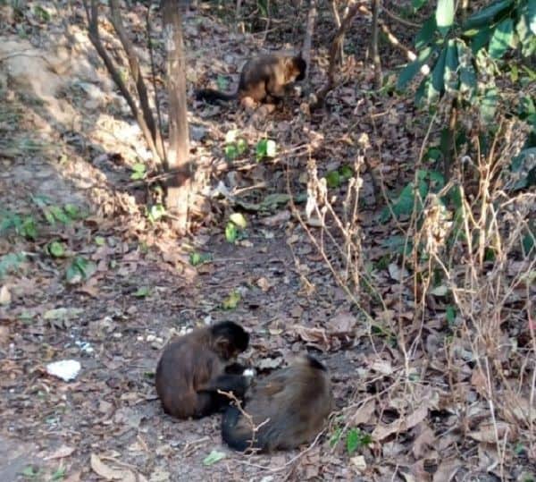 macacos resgatados com sinais de intoxicacao morrem em rio preto 040822 094317 min