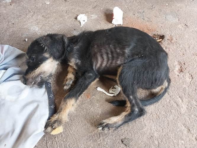 Cachorro encontrado em situação de maus-tratos em Araçatuba