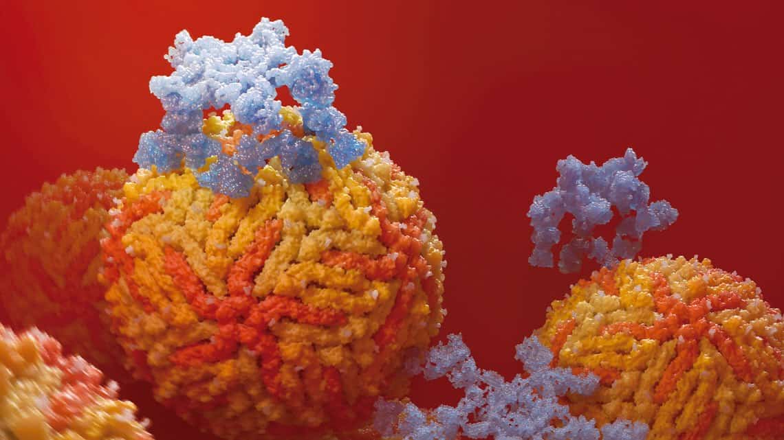Desenho mostra anticorpos IgM (em azul) se ligando ao vírus zika (esferas alaranjadas) / Foto: Alexander Stewart / NIAID-NIH