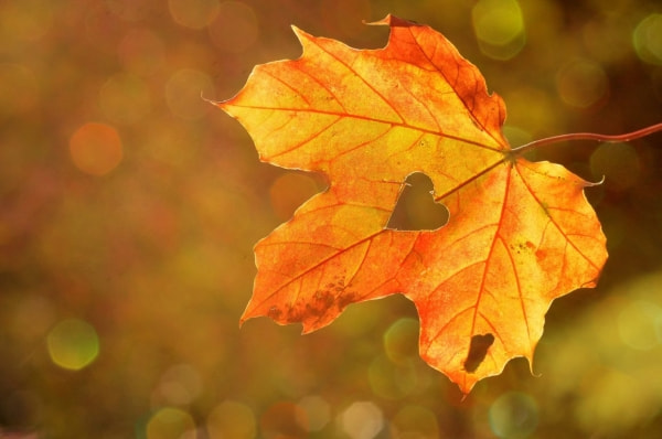 Outono começa na próxima segunda (20); veja previsão do tempo para toda a  estação - Cia de Notícias
