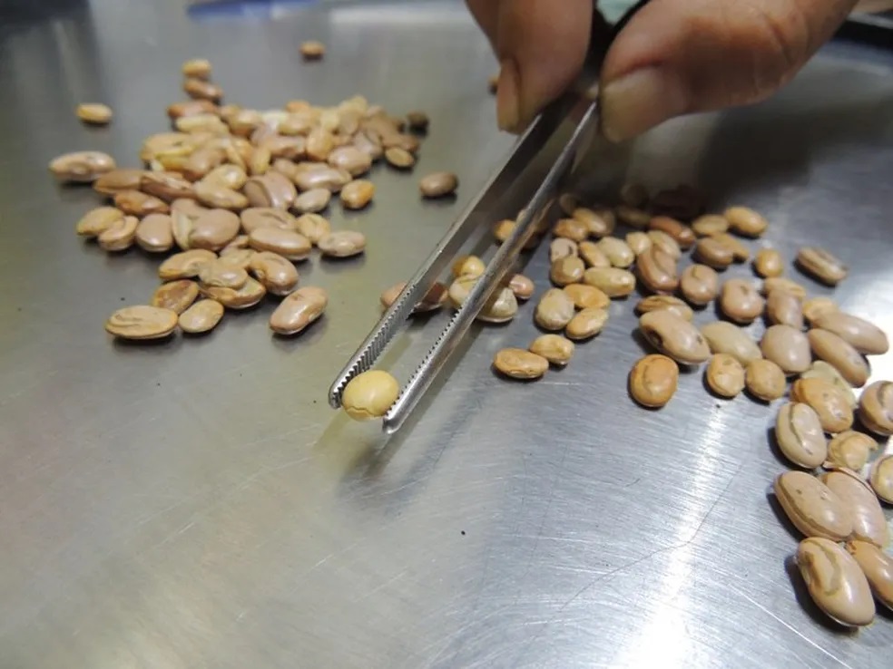 Grãos de soja encontrados em pacotes de feijão durante a operação do Mapa — Foto: Divulgação / Mapa