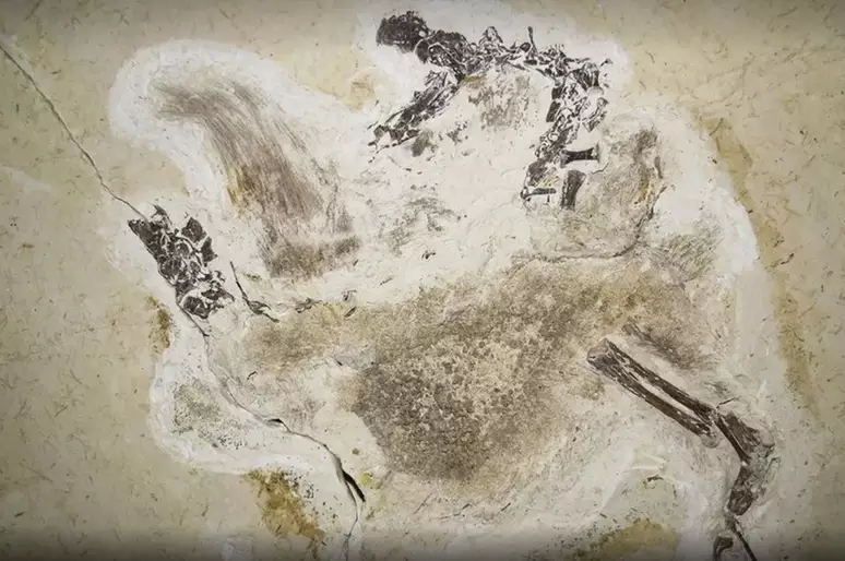 fossil Ubirajara jubatus