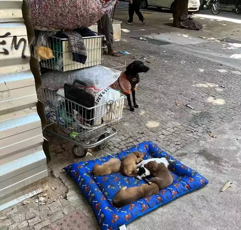 cadela retirada de morador de rua