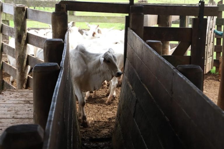 Devem ser vacinados bovinos e bubalinos com idade até 24 meses - Foto: Divulgação