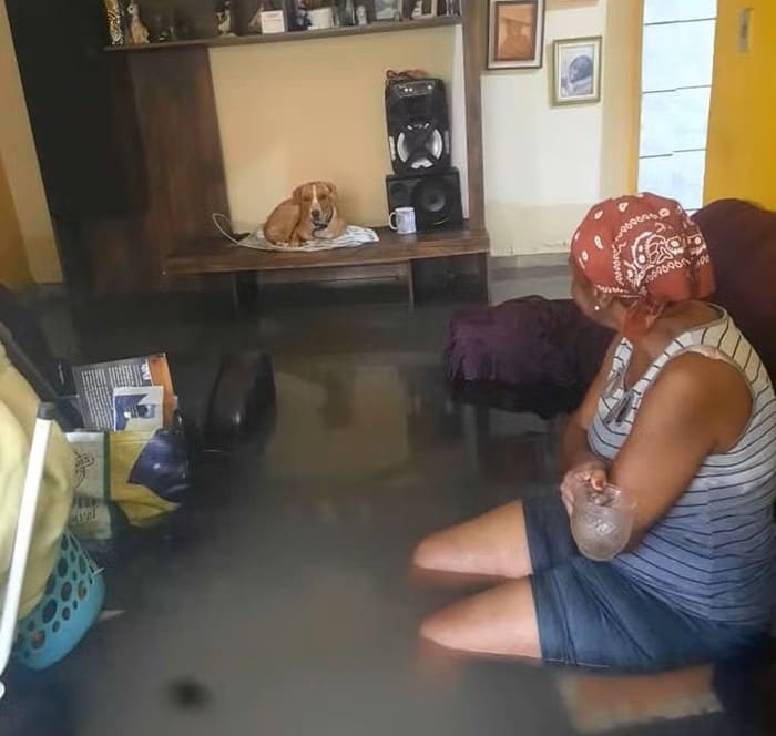 Dona Norma, de 70 anos, salvou o cachorro colocando-o em uma estante durante enchente no Rio — Foto: Arquivo pessoal