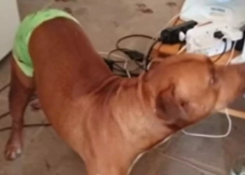 PitBull rioPreto