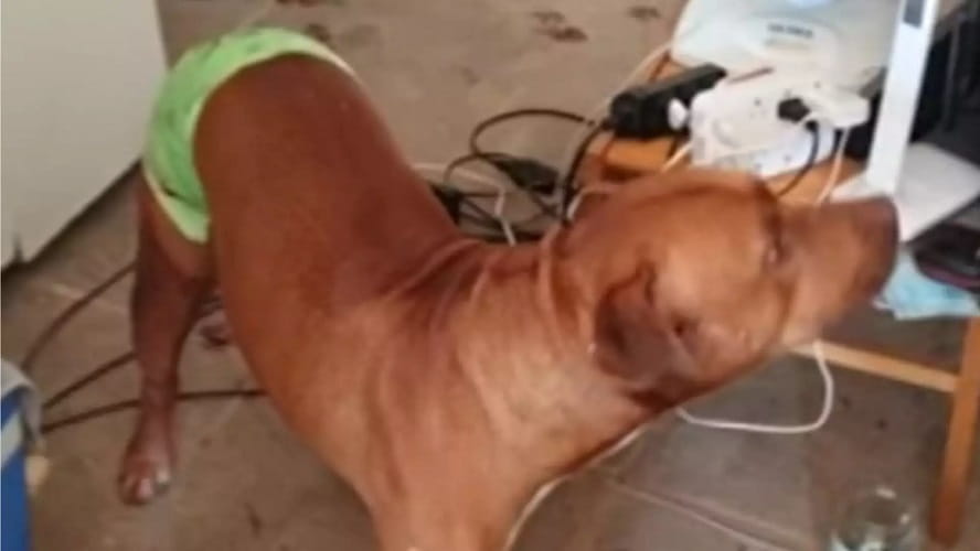 Pitbull salva idoso de agressão do próprio filho em Rio Preto PitBull rioPreto