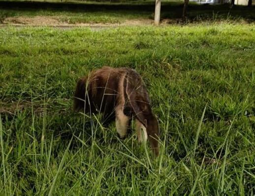 Tamanduá-bandeira é resgatado em Araçatuba e levado para mata Tamandua bandeira