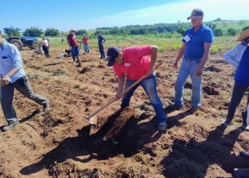 assentamento plantio