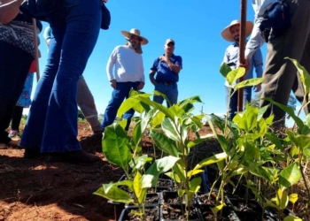 curso de plantio de maracuja