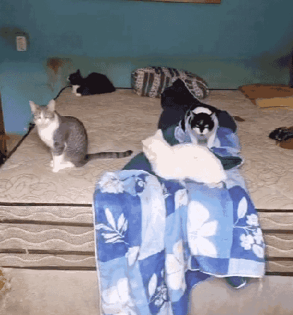 Casa com 78 animais em situação insalubre choca policiais no interior de SP maus tratos