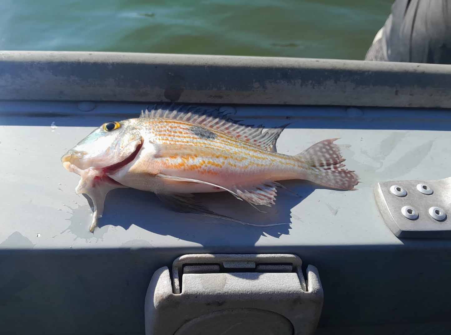 Polícia Ambiental multa homem em R$ 1 mil por pesca irregular em Araçatuba porquinho