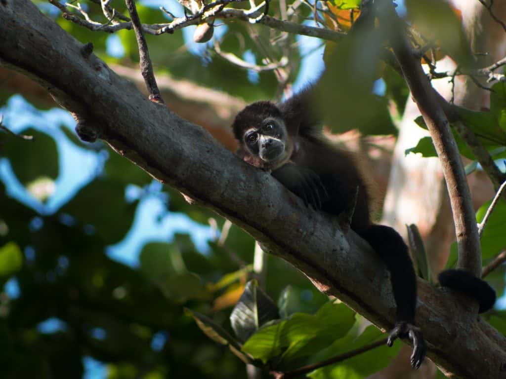 Unesp amplia atendimento à fauna silvestre nos campi de Botucatu e Araçatuba Convênio com a Secretaria do Meio-Ambiente, Logística e Infraestrutura (Semil) tem duração de 60 meses com possibilidades de renovação