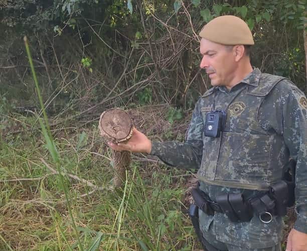 Fazenda é multada em mais de R$ 45 mil por dano ambiental em Buritama Divulgação/ PM Ambiental
