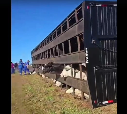 Caminhão com carga de bois tomba na Marechal Rondon em Guararapes; vídeo acidente caminhao bois