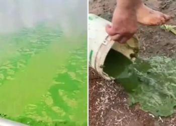 alga verde Tiete