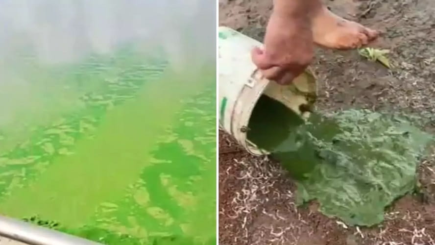 Ondas ultrassônicas vão ajudar a conter avanço das algas no Tietê alga verde Tiete