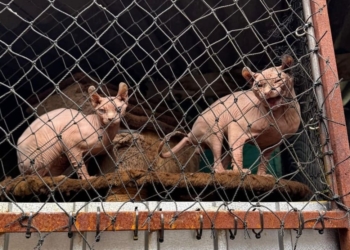 animais resgatados em SP