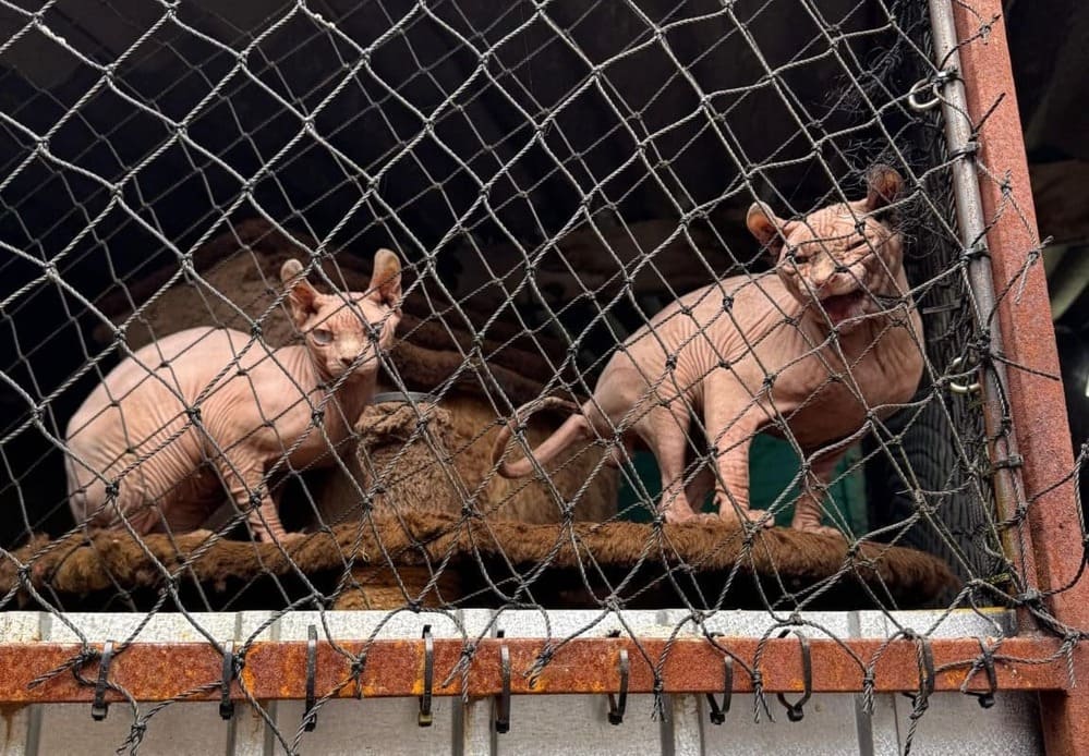 Polícia resgata 141 animais em condições de maus-tratos em residência em SP animais resgatados em SP