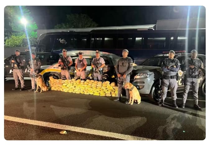 Quase 100 kg de skunk são encontrados em ônibus no interior de SP apreensao skunk