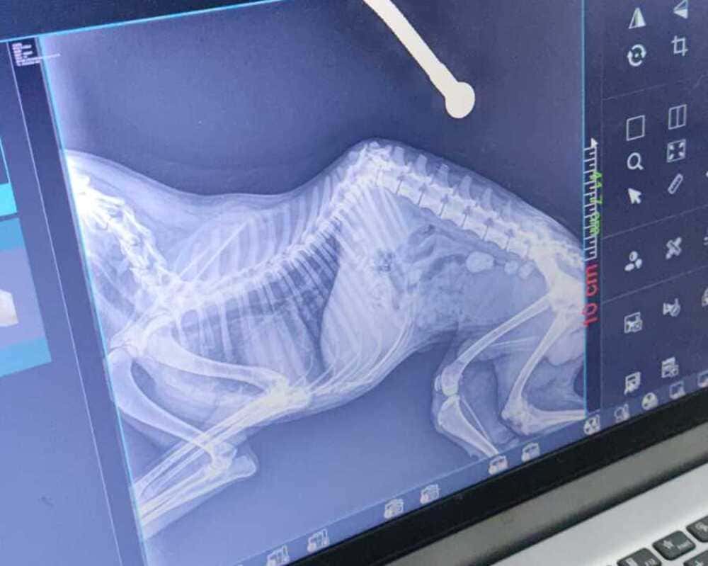 Maus-tratos: Cão com graves ferimentos é resgatado em casa no Águas Claras cao e resgatado em Aracatuba