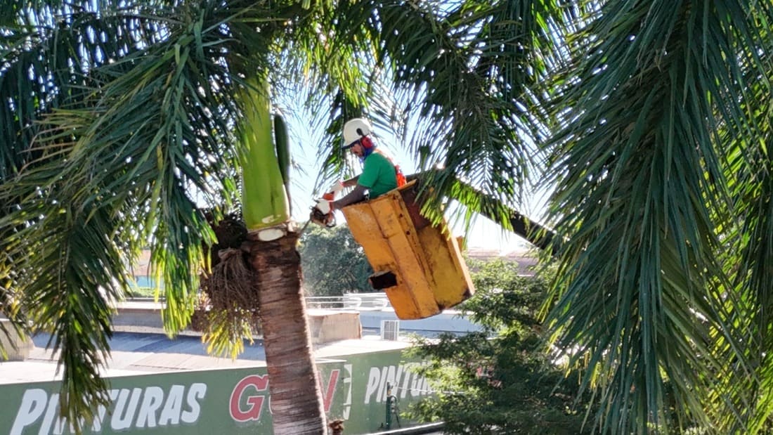 Araçatuba inicia manejo preventivo contra o bicho-barbeiro controle do bicho barbeiro