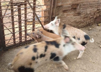 javaporco