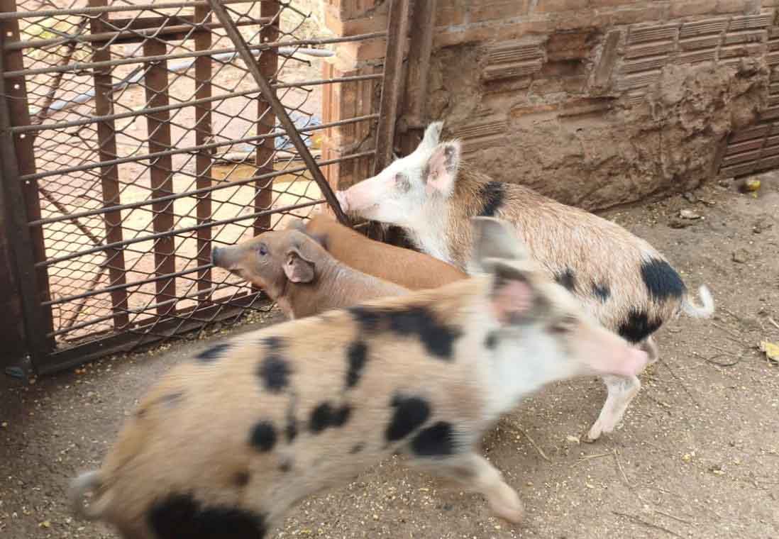 javaporco