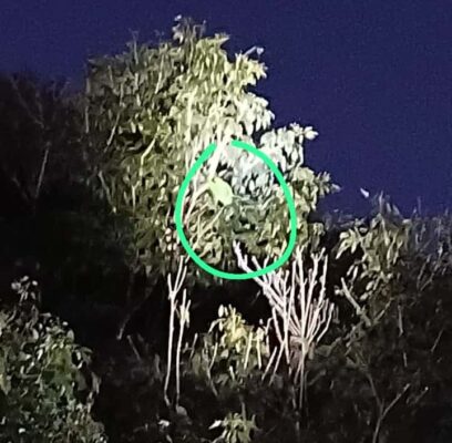 Maritaca presa em linha de pipa é salva pelos Bombeiros em Araçatuba maritaca 1