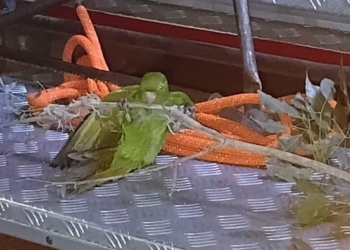 maritaca resgate
