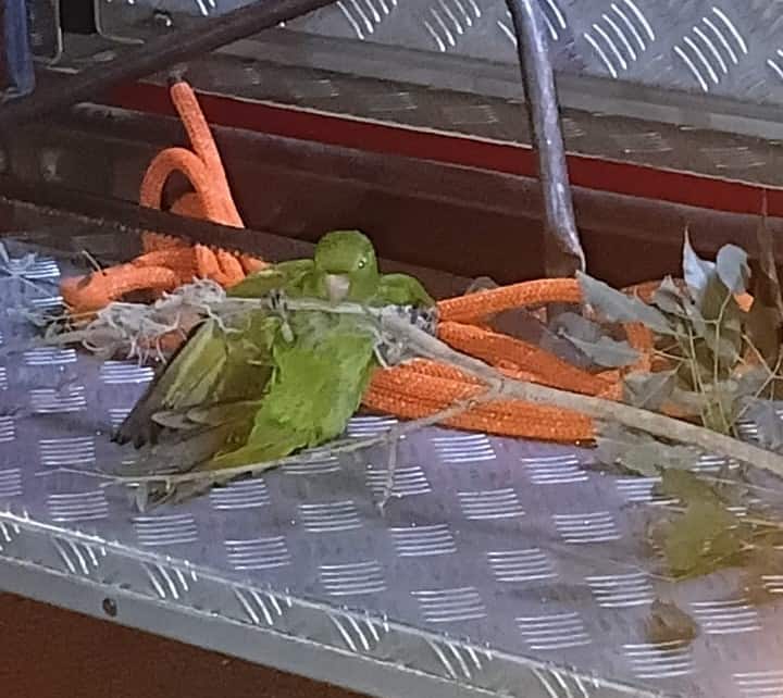 Maritaca presa em linha de pipa é salva pelos Bombeiros em Araçatuba maritaca resgate