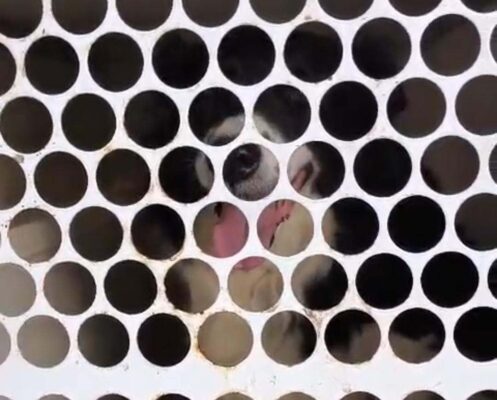 Veterinário é preso por suspeita de maus-tratos a cães em Araçatuba maus tratos 1