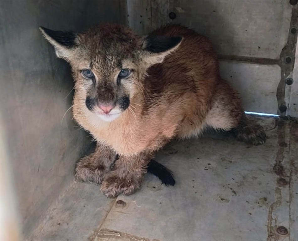 Onça-parda resgatada em Birigui estava debilitada e segue sob cuidados veterinários onca