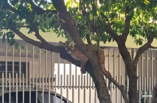 Onça-parda resgatada em Birigui estava debilitada e segue sob cuidados veterinários onca parda